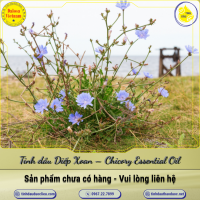 tinh-dau-cai-o-ro-diep-xoan-chicory-essential-oil-1-lit - ảnh nhỏ  1