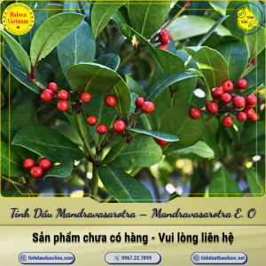 Tinh Dầu Mandravasarotra (Saro) - Essential Oil 1 Lít