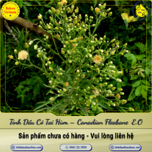 Tinh Dầu Cỏ Tai Hùm (Ngải Dại)- Canadian Fleabane Essential Oil 1 Lít