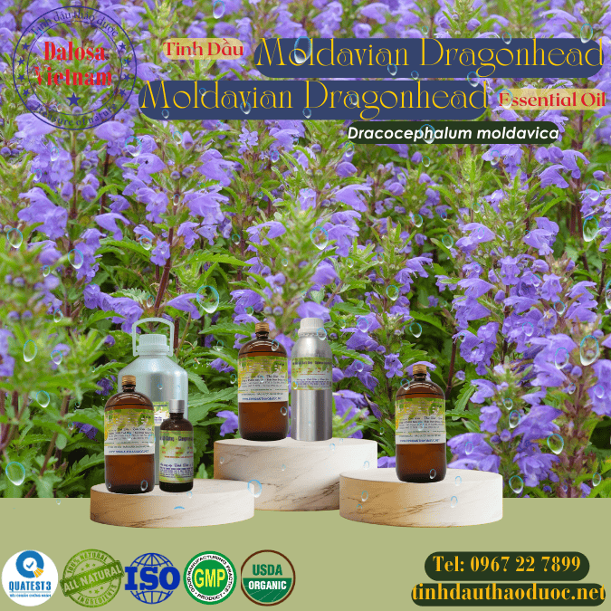 Tinh Dầu Moldavian Dragonhead - Moldavian Dragonhead Essential Oil  1 Lít