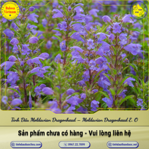 Tinh Dầu Moldavian Dragonhead - Moldavian Dragonhead Essential Oil  1 Lít