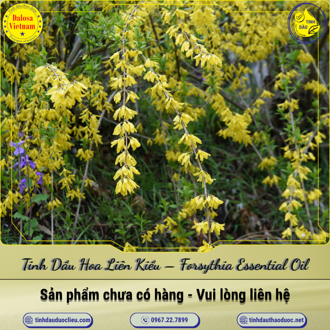 Tinh Dầu Hoa Liên Kiều - Forsythia Essential Oil 1 Lít