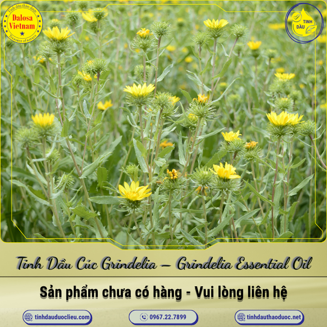 Tinh Dầu Cúc Grindelia - Grindelia Essential Oil 1 Lít