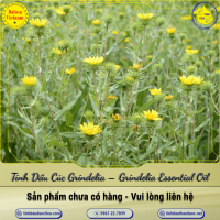 tinh-dau-cuc-grindelia-grindelia-essential-oil-1-lit - ảnh nhỏ  1