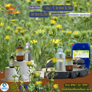 Tinh Dầu Cúc Grindelia - Grindelia Essential Oil 1 Lít