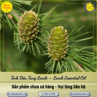 tinh-dau-tung-larch-larch-tamarack-essential-oil-1-lit - ảnh nhỏ  1
