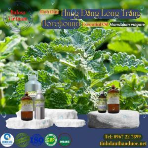 Tinh Dầu Húng Đắng Lông Trắng - Horehound (Hoarhound) Essential Oil 1 Lít