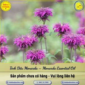 Tinh Dầu Monarda  - Monarda Essential Oil 1 Lít