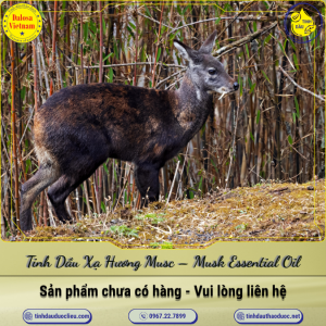 Tinh Dầu Xạ Hương - Musc (Musk) Essential Oil 1 Lít