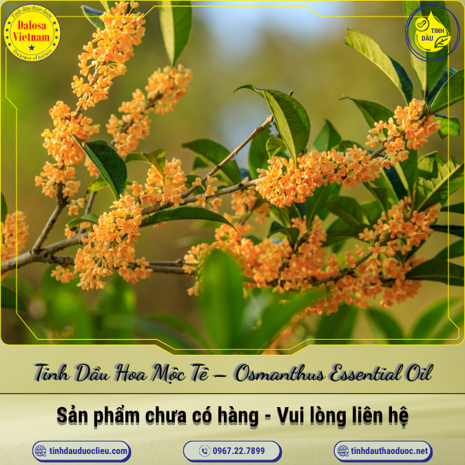 Tinh Dầu Hoa Mộc Tê (Hoa Mộc) - Osmanthus Essential Oil 1 Lít