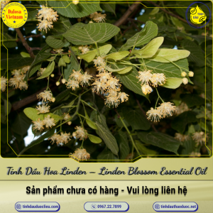 Tinh Dầu Hoa Linden - Linden Blossom Essential Oil 1 Lít