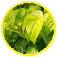 Hoạt Chất Phenols và Tác Dụng Của Tinh Dầu Trầu Không