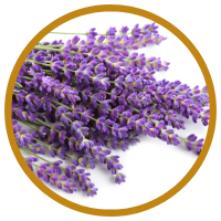 11 Lợi Ích Cho Sức Khỏe Khi Sử Dụng Tinh Dầu Oải Hương  - Lavender