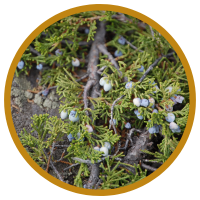 12 Lợi Ích Kỳ Diệu Cho Sức Khỏe Khi Sử Dụng Tinh Dầu Hoàng Đàn - Cedarwood