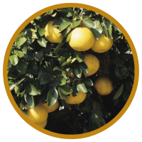 11 Lợi Ích Tuyệt Vời Của Tinh Dầu Vỏ Bưởi Đối Với Sức Khỏe Người Dùng