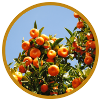 11 Lợi Ích Tuyệt Vời Cho Sức Khỏe của Tinh Dầu Vỏ Quýt - Tangerine