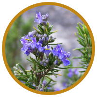 13 Lợi Ích Đáng Kinh Ngạc Của Tinh Dầu Hương Thảo - Rosemary