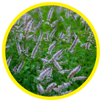 11 Lợi Ích Đối Với Sức Khỏe Của Tinh Dầu Bạc Hà Lục - Spearmint