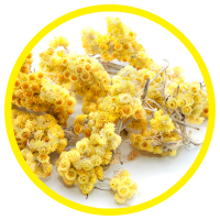 13 Lợi ích Cho Sức Khỏe Của Tinh Dầu Cúc Trường Sinh - Helichrysum