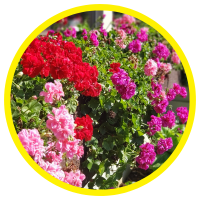 11 Lợi Ích Tuyệt Vời Của Tinh Dầu Phong Lữ - Geranium