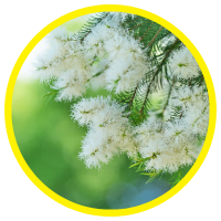 11 Lợi Ích Tuyệt Vời Của Tinh Dầu Tràm Trà - Tea Tree