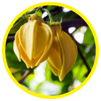 Thành Phần Hoạt Chất Và Công Dụng Của Tinh Dầu Ngọc Lan Tây