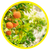 12 Công Dụng Mới Nhất Của Tinh Dầu Cam Ngọt