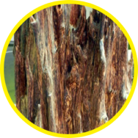 Phân Biệt Tinh Dầu Hương Trầm & Tinh Dầu Trầm Hương