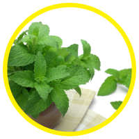 Công Dụng Kỳ Diệu Của Tinh Dầu Bạc Hà