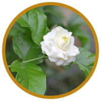 Tác Dụng Kỳ Diệu Của Tinh Dầu Hoa Lài