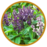 Tác Dụng Và Lợi Ích Của Tinh Dầu Húng Quế