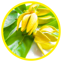 Công Dụng Của Tinh Dầu Ngọc Lan Tây Đối Với Sức Khỏe