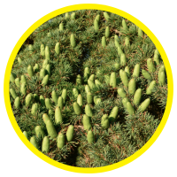 Mối tương quan Giữa Hàm Lượng Tinh Dầu Và Giá Bán Tinh dầu Thiên Nhiên