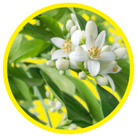 Top 10 Loại Tinh Dầu Chăm Sóc Da Đặc Biệt Hiệu Quả